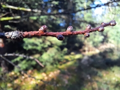 Larix kaempferi