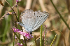 Satyrium sylvinus dryope