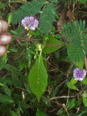 Phyllocephalum ritchiei