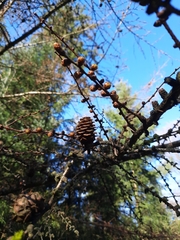 Larix kaempferi