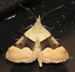 Hemeroplanis incusalis