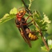 European Hornet - Photo (c) Jakob Fahr, some rights reserved (CC BY-NC), uploaded by Jakob Fahr