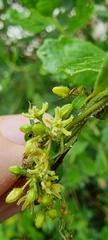 Metastelma burchellii