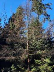 Larix kaempferi