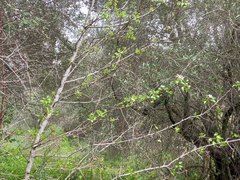 Pyrus bourgaeana