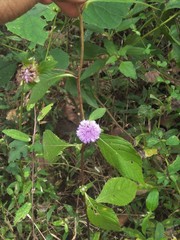 Phyllocephalum ritchiei