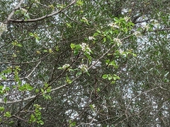 Pyrus bourgaeana