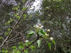 Pyrus bourgaeana