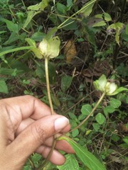 Phyllocephalum ritchiei