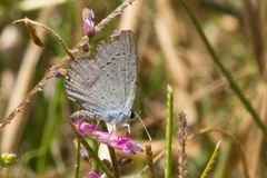Satyrium sylvinus dryope
