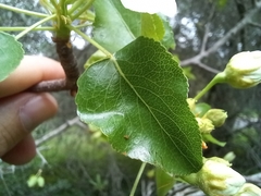 Pyrus bourgaeana