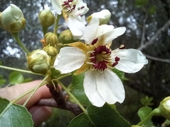Pyrus bourgaeana