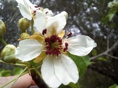 Pyrus bourgaeana