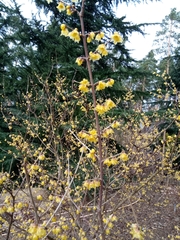 Chimonanthus