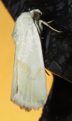 Ponometia virginalis