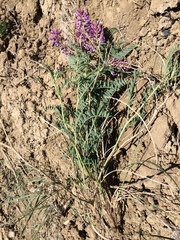 Astragalus bisulcatus