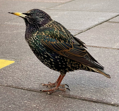 Sturnus vulgaris