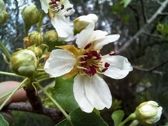Pyrus bourgaeana