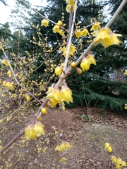 Chimonanthus