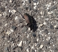 Carabus rugosus celtibericus
