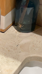 Cheiracanthium mildei