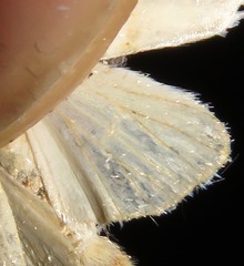 Ponometia virginalis