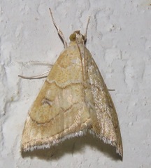 Scybalistodes vermiculalis