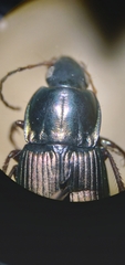 Poecilus lucublandus
