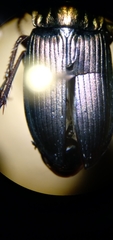 Poecilus lucublandus