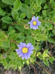 Felicia aethiopica
