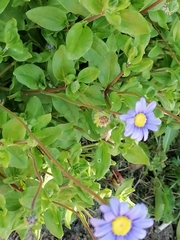 Felicia aethiopica