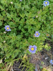 Felicia aethiopica