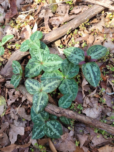 Image of Trillium reliquum by no rights reserved