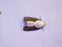 Tathothripa continua