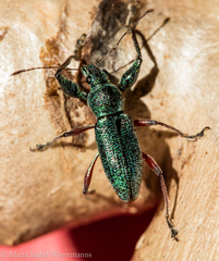 Naupactus aerosus