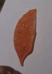 Talochlamys multistriata