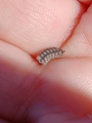 Arthropoda