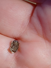 Arthropoda