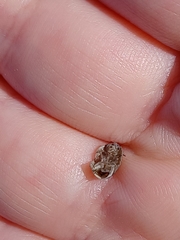 Arthropoda