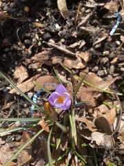 Crocus