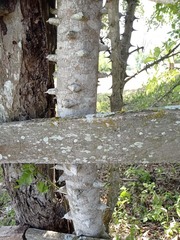 Zanthoxylum caribaeum