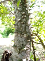 Zanthoxylum caribaeum