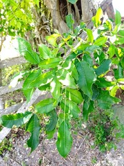 Zanthoxylum caribaeum