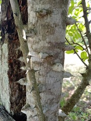 Zanthoxylum caribaeum