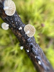 Simocybe haustellaris