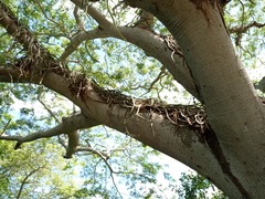 Selenicereus spinulosus