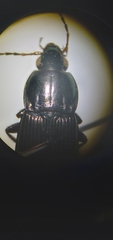 Poecilus lucublandus