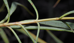 Flaveria cronquistii