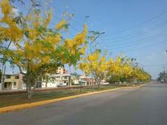 Cassia fistula