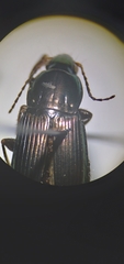 Poecilus lucublandus